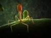 Gene editing increases the lethality of viruses that kill bacteria Gene editing increases the lethality of viruses that kill bacteria.