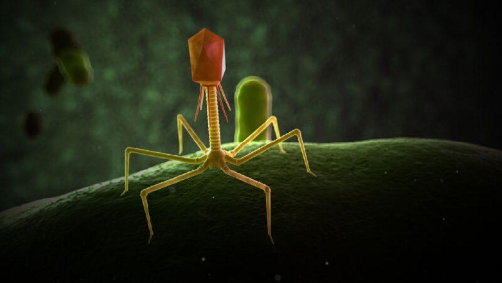 Gene editing increases the lethality of viruses that kill bacteria.
