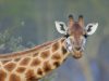 Giraffes Capable of Processing Statistics Despite Small Brain Size Giraffes Capable of Processing Statistics Despite Small Brain Size