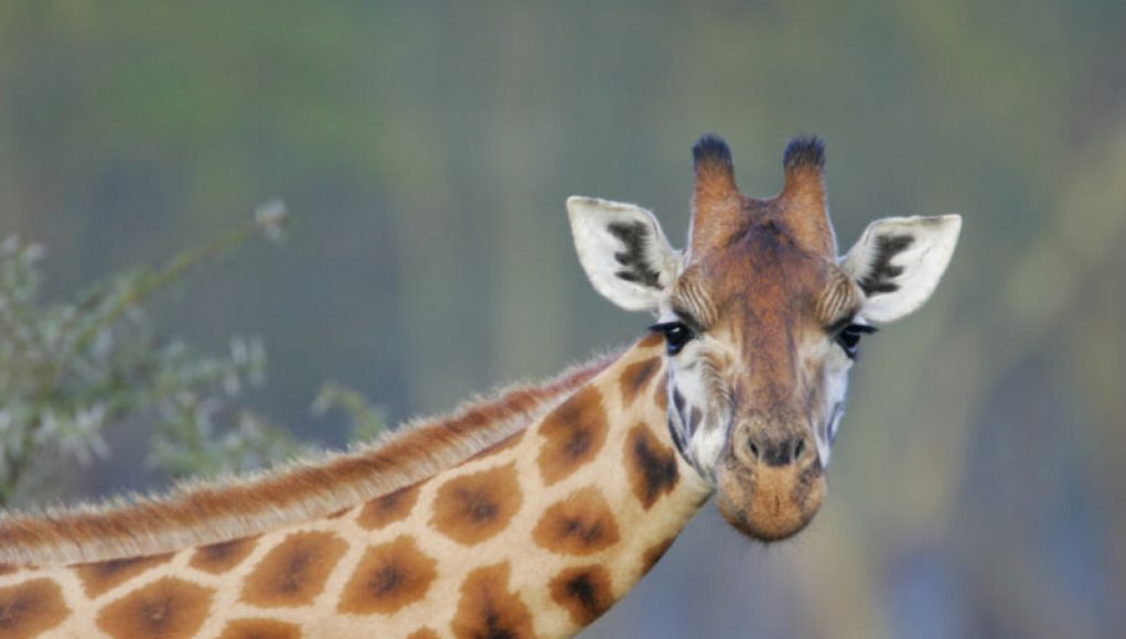 Giraffes Capable of Processing Statistics Despite Small Brain Size