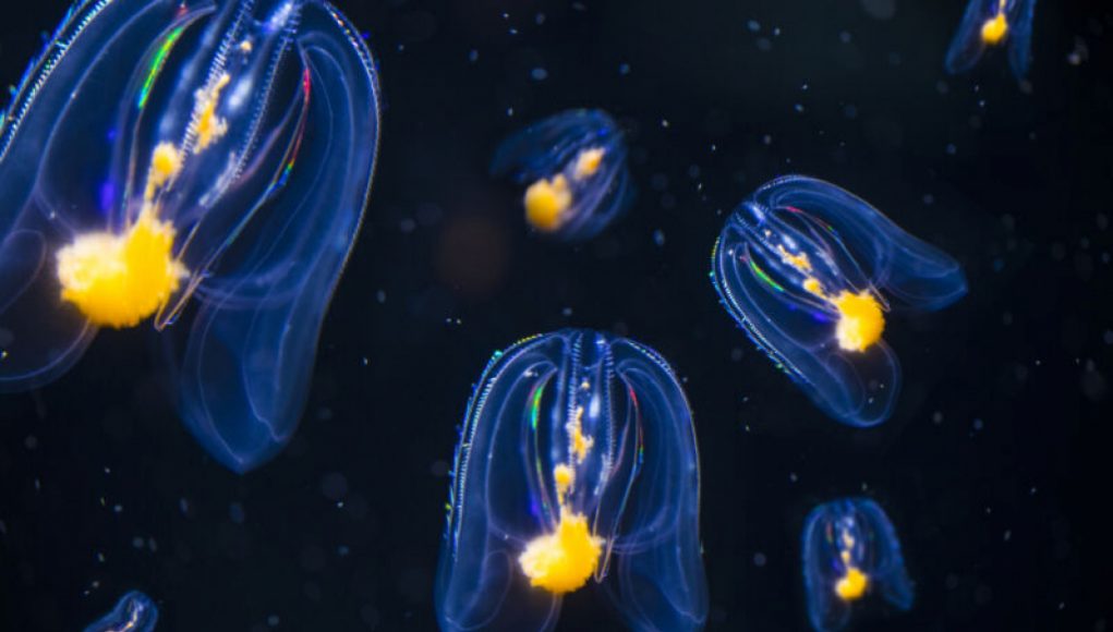 “New Animal Family Tree Sparks Inquiry into the Evolution of Nervous Systems”