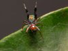 Tiny Jumping Spiders Mimic Ants to Avoid Predators Tiny Jumping Spiders Mimic Ants to Avoid Predators