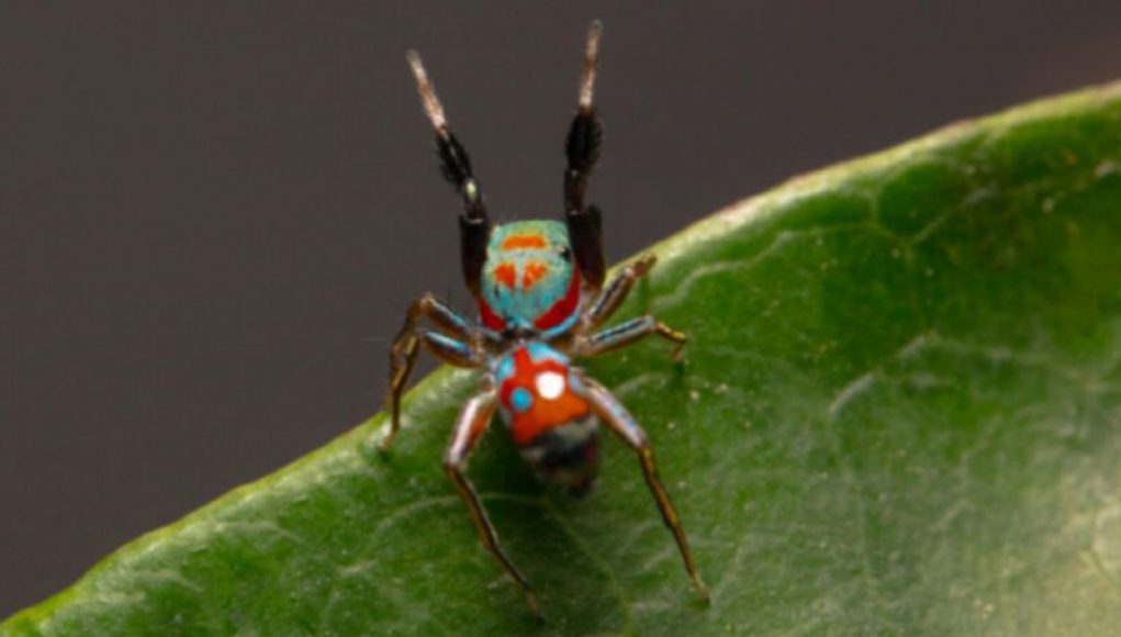 Tiny Jumping Spiders Mimic Ants to Avoid Predators