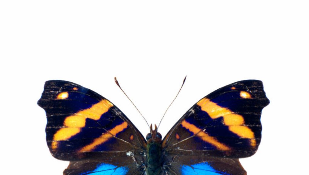 “Lightweight and Vibrant: Colorless Nanoparticles Revolutionize Paint Industry”