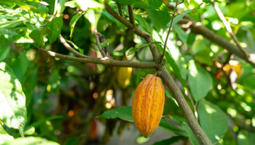 “Deforestation: The Unseen Ingredient in Your Chocolate”