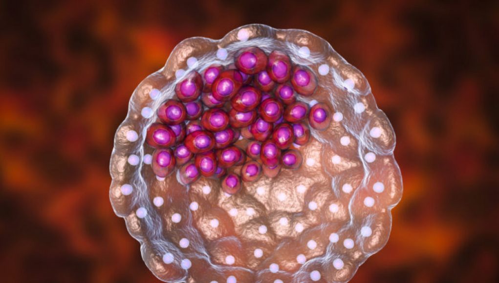 Researchers Successfully Initiate Organ Development in Primate Embryos in Culture Dishes