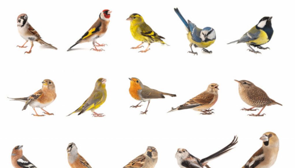 “Alarming Number of Birds Face Troubling Times”