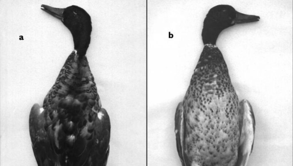 “Scientist Observes Homosexual Duck Necrophilia, Commemorated as ‘Dead Duck Day'”