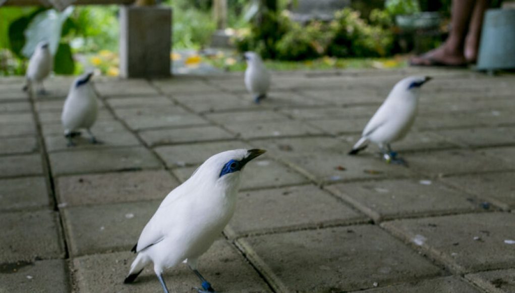 “Interviewing” Captive Birds to Select the Best for Release into the Wild