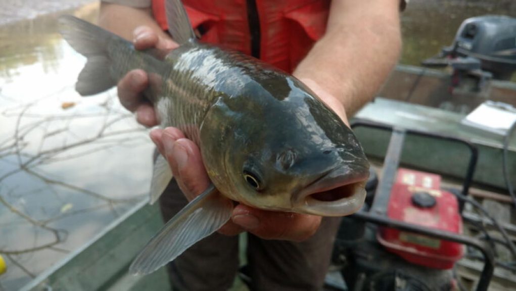 “Battle to Construct $1.2 Billion Fish Barrier Unveiled”