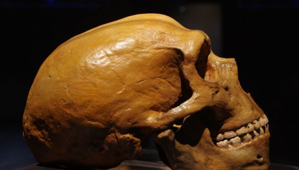 Complex Synthesis Process Used to Create Neanderthal Adhesives