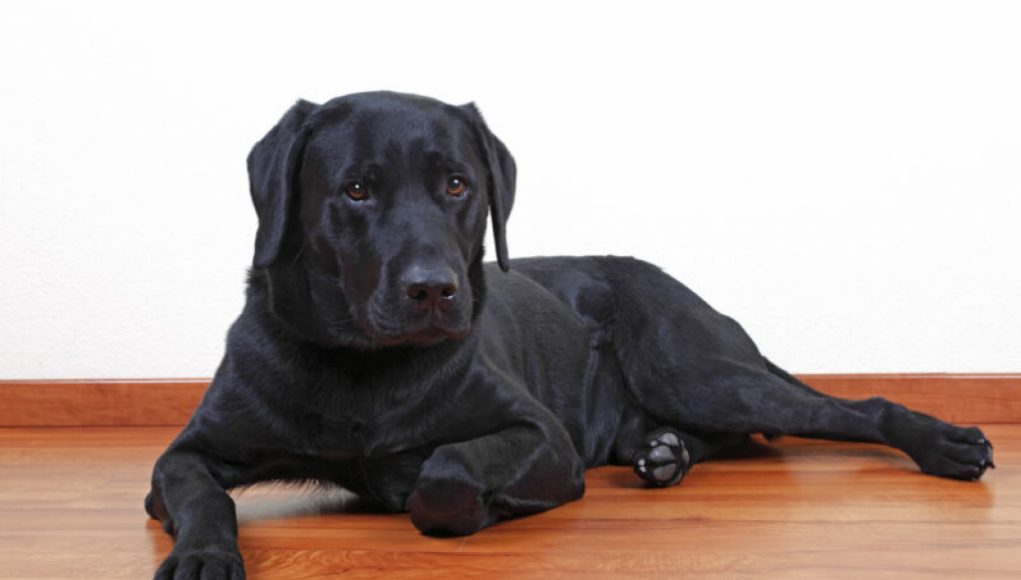 Doctor Loses Medical License for Selling Fake COVID Vaccination Waiver to Dog