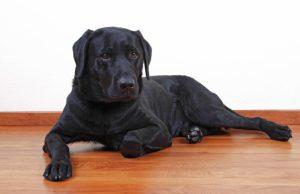 Doctor Loses Medical License for Selling Fake COVID Vaccination Waiver to Dog Doctor Loses Medical License for Selling Fake COVID Vaccination Waiver to Dog