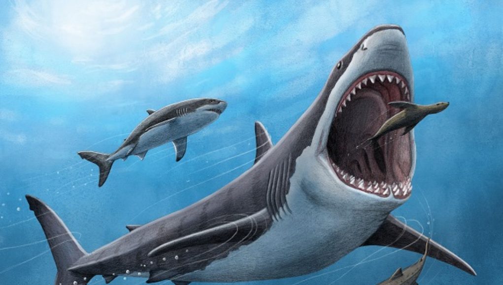 “World’s Largest Predatory Shark Had Higher Body Temperature, Study Finds”