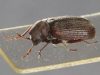 Couple Develops Rare Disease After Furniture-Eating Beetles Infested with Mites Couple Develops Rare Disease After Furniture-Eating Beetles Infested with Mites