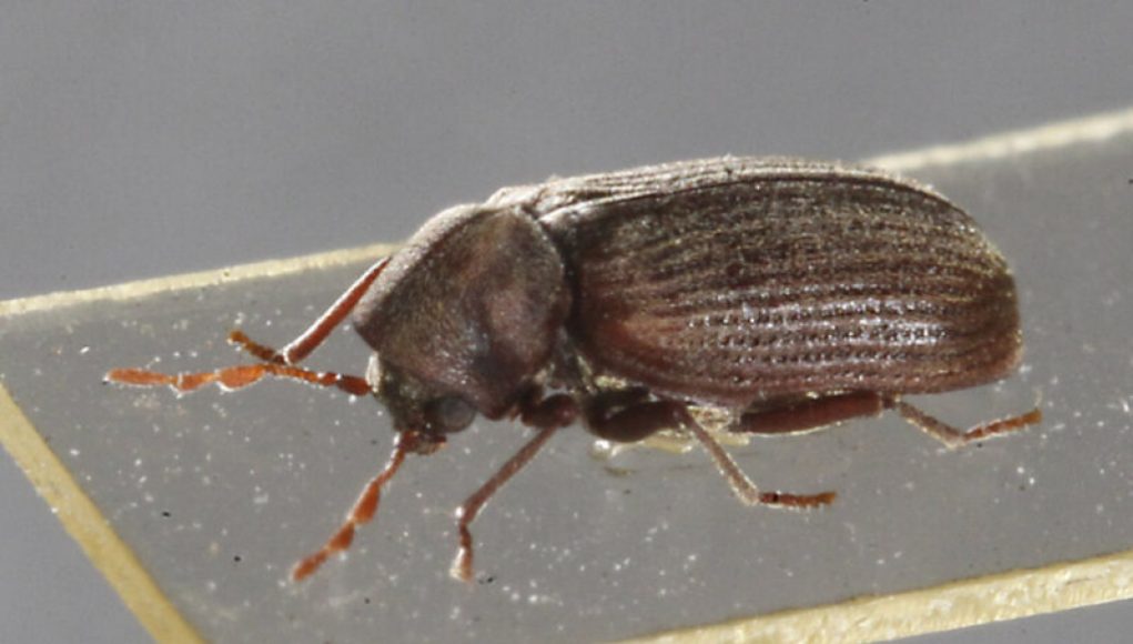 Couple Develops Rare Disease After Furniture-Eating Beetles Infested with Mites