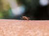 Malaria Spreading in Texas and Florida: First US-Based Cases in Two Decades Reported Malaria Spreading in Texas and Florida: First US-Based Cases in Two Decades Reported