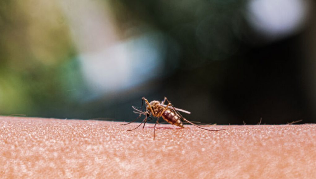 Malaria Spreading in Texas and Florida: First US-Based Cases in Two Decades Reported