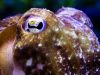 Cuttlefish Camouflage Takes a Complex Turn Cuttlefish Camouflage Takes a Complex Turn