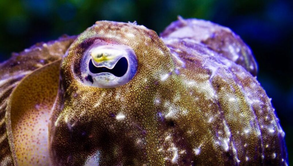 Cuttlefish Camouflage Takes a Complex Turn