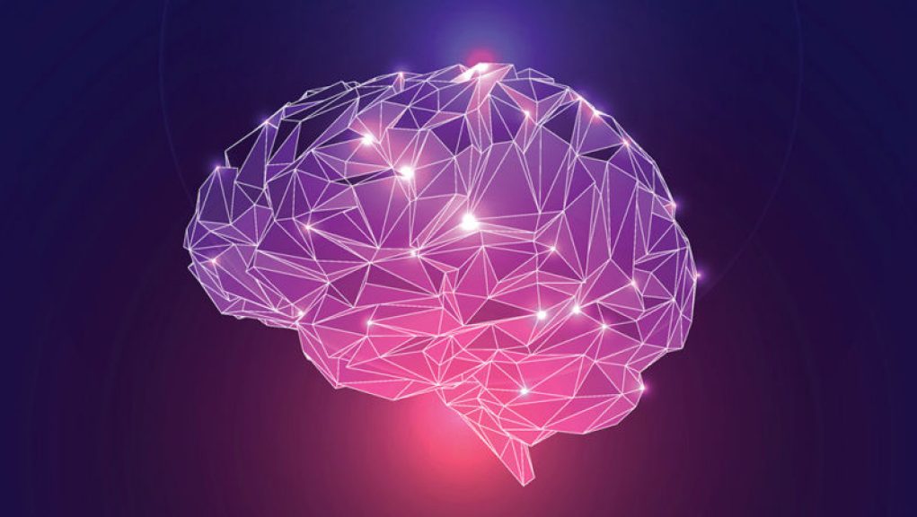 Kidney Protein Injection Enhances Monkeys’ Cognitive Abilities