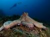 Octopuses Sleep and Potentially Dream Similar to Humans Octopuses Sleep and Potentially Dream Similar to Humans