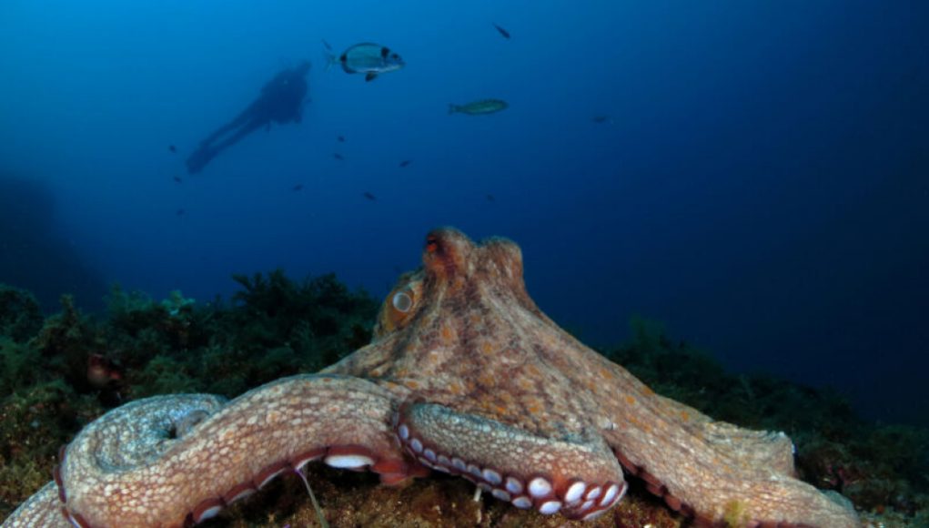 Octopuses Sleep and Potentially Dream Similar to Humans