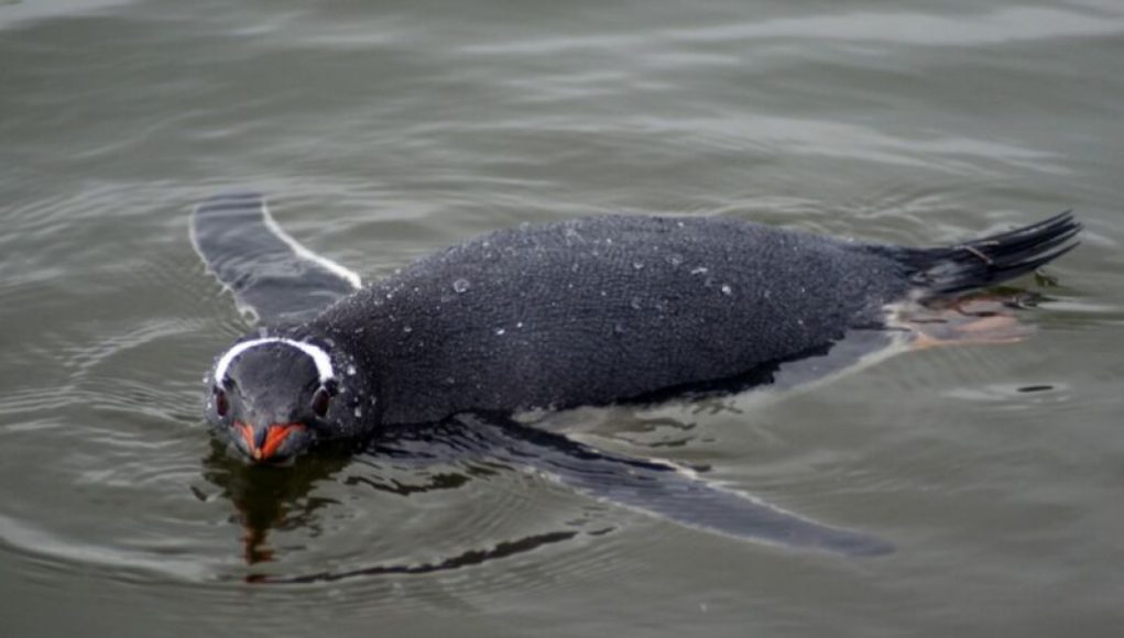 The Fascinating Science Behind Gentoo Penguins’ Swift Underwater Swimming