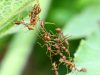 A Calculated Risk: Ants’ Decision-Making Process in Committing to a Ladder A Calculated Risk: Ants’ Decision-Making Process in Committing to a Ladder