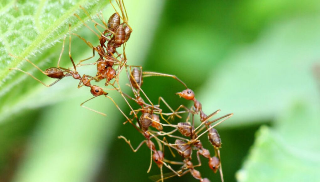A Calculated Risk: Ants’ Decision-Making Process in Committing to a Ladder