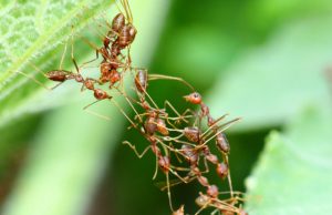A Calculated Risk: Ants’ Decision-Making Process in Committing to a Ladder A Calculated Risk: Ants’ Decision-Making Process in Committing to a Ladder
