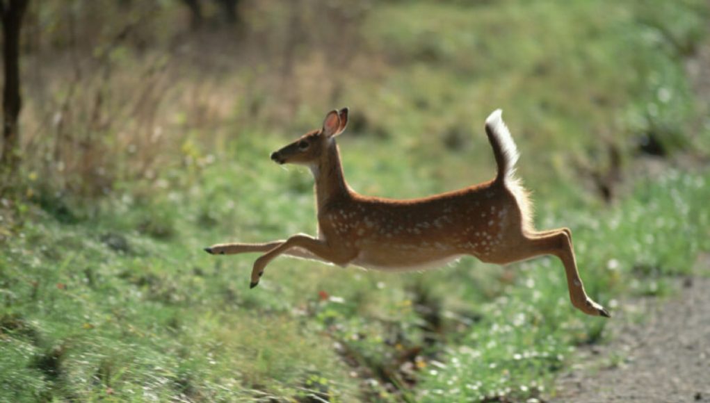 One-Third of US Deer Contracted COVID, Transmitting Virus to Humans on Multiple Occasions
