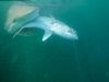 NatGeo’s Bull Shark Bandits: Anglers Clash with Clever Sharks over Stolen Fish NatGeo’s Bull Shark Bandits: Anglers Clash with Clever Sharks over Stolen Fish