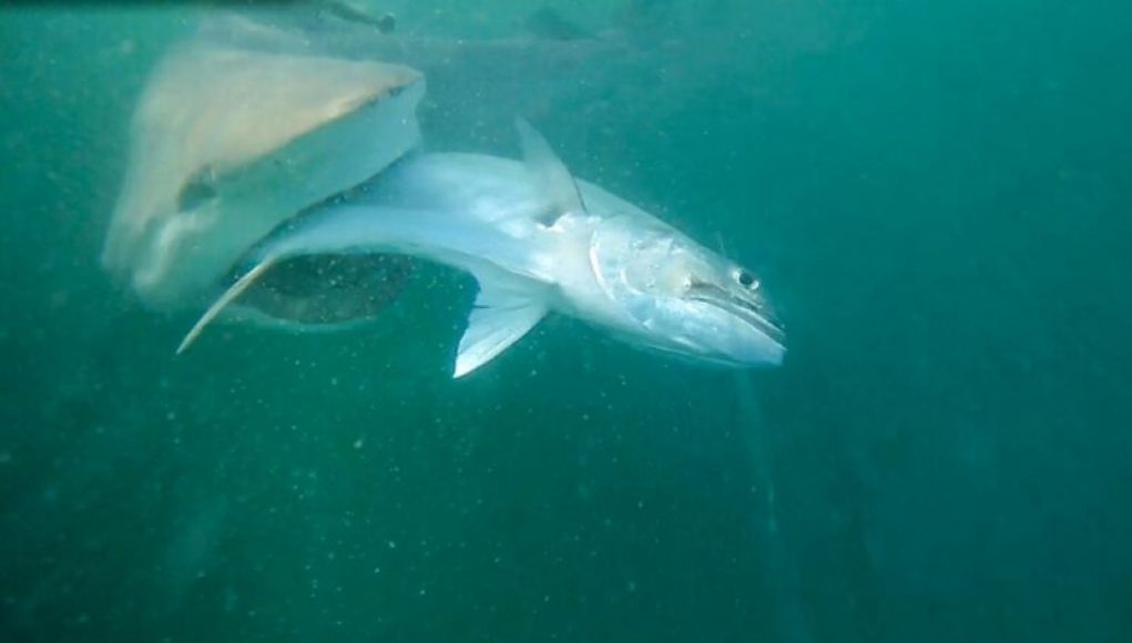 NatGeo’s Bull Shark Bandits: Anglers Clash with Clever Sharks over Stolen Fish