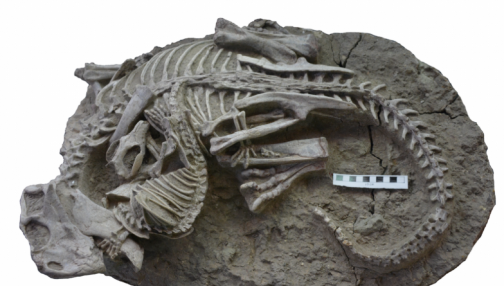 Mammal Caught in the Act: Teeth Embedded in Massive Dinosaur