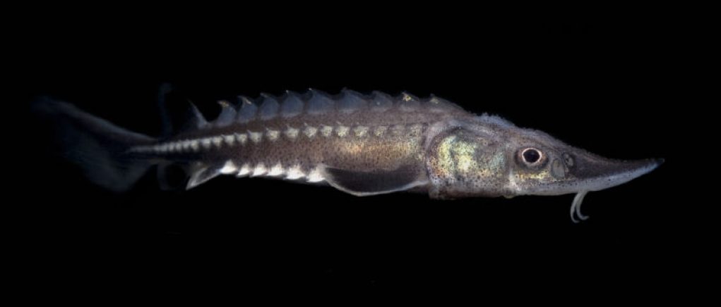 Armor of Armored Fish Evolved from Nervous System Components
