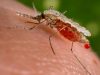 Florida Malaria Outbreak Persists as Local Cases Reach 7 Florida Malaria Outbreak Persists as Local Cases Reach 7