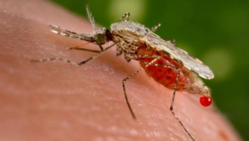 Florida Malaria Outbreak Persists as Local Cases Reach 7