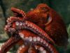Understanding the Octopus and Its Relationships with Humans Understanding the Octopus and Its Relationships with Humans