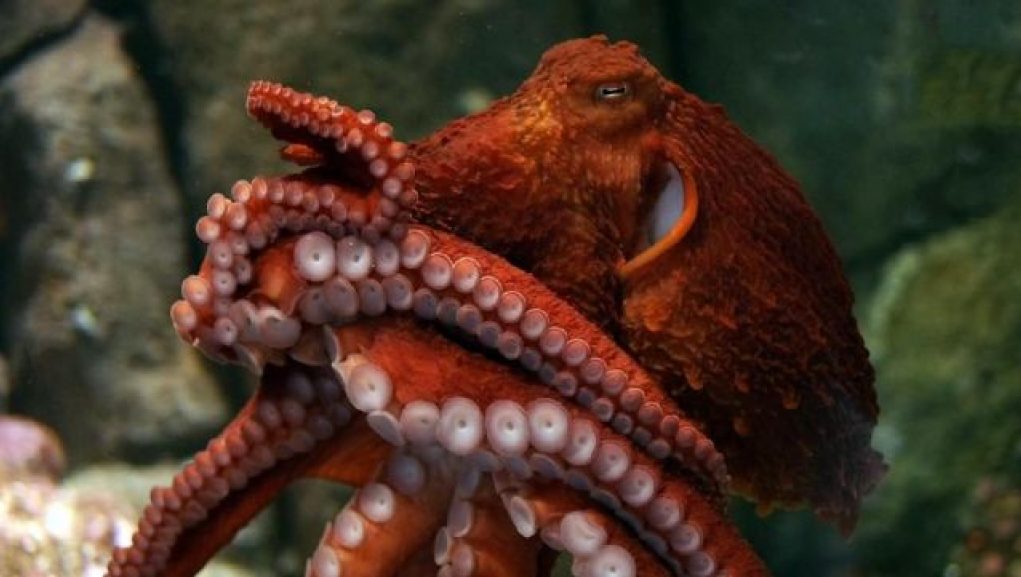 Understanding the Octopus and Its Relationships with Humans