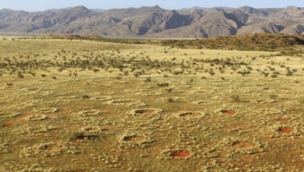 Namibian Fairy Circle Debate Intensifies: Sand Termites or Turing Mechanism? [Updated]