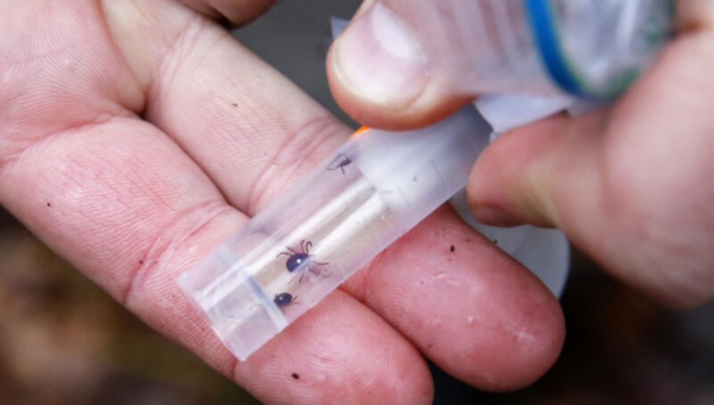 Surge in Tick-Induced Meat Allergy Leaves US Doctors Clueless