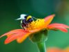 The Urgent Necessity of Wild Bees The Urgent Necessity of Wild Bees