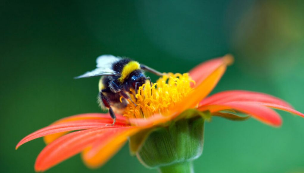The Urgent Necessity of Wild Bees