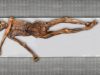 New Genetic Analysis of Ötzi the Iceman Reveals Unexpected Discoveries New Genetic Analysis of Ötzi the Iceman Reveals Unexpected Discoveries