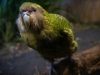Researchers Successfully Sequence Genomes of Endangered Parrot to Boost Conservation Efforts Researchers Successfully Sequence Genomes of Endangered Parrot to Boost Conservation Efforts
