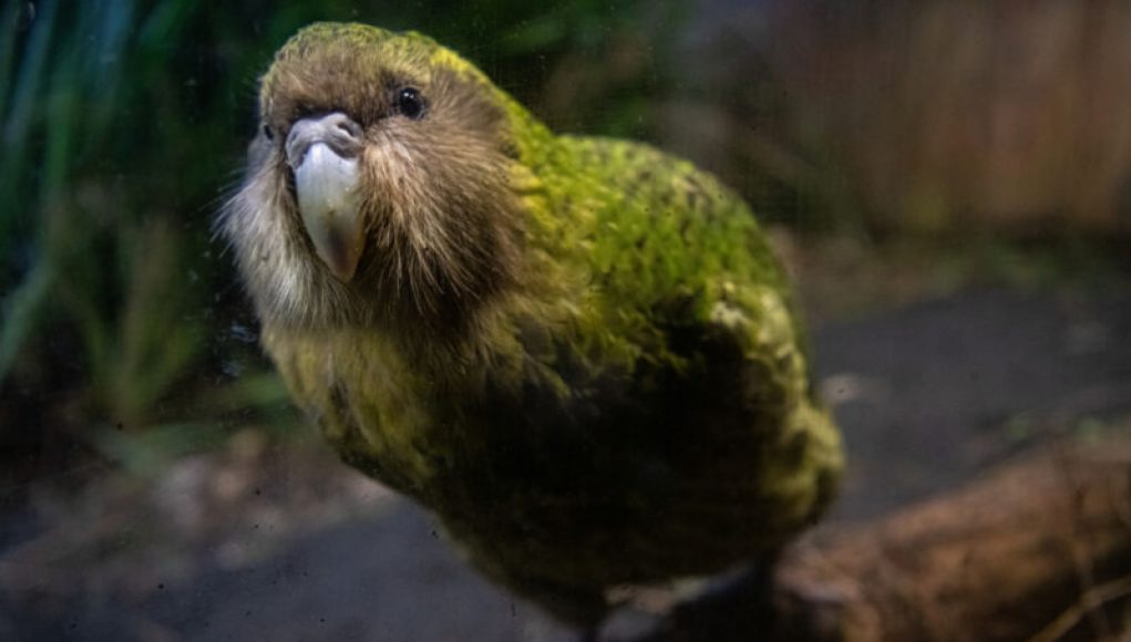 Researchers Successfully Sequence Genomes of Endangered Parrot to Boost Conservation Efforts