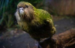 Researchers Successfully Sequence Genomes of Endangered Parrot to Boost Conservation Efforts Researchers Successfully Sequence Genomes of Endangered Parrot to Boost Conservation Efforts