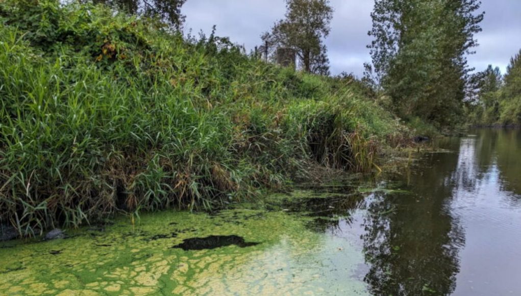 Toxic Algae Blooms Becoming Routine Amidst Rising CO2 Levels