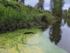 Toxic Algae Blooms Becoming Routine Amidst Rising CO2 Levels Toxic Algae Blooms Becoming Routine Amidst Rising CO2 Levels